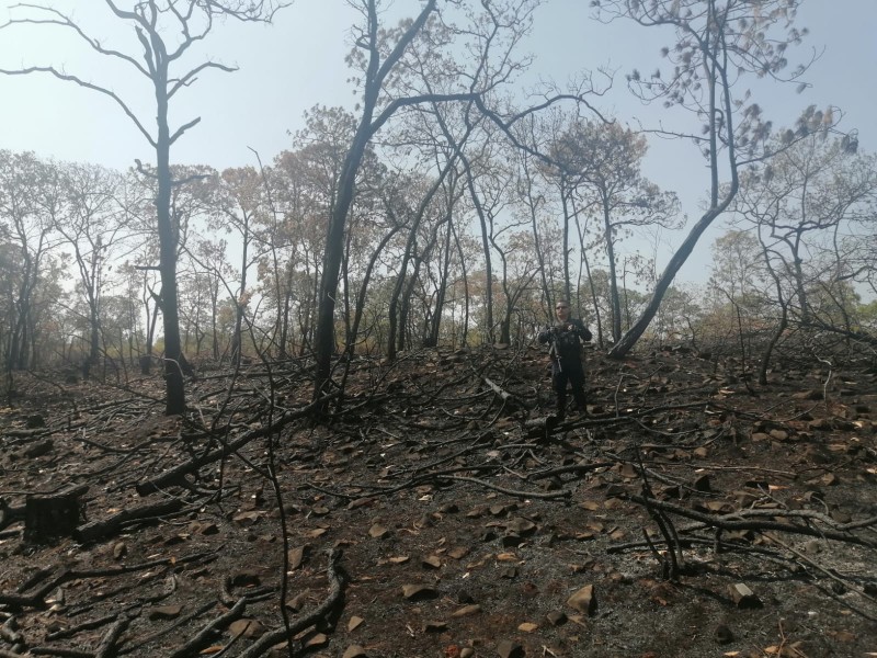 Firmarán 80 declaratorias de Zonas de Restauración Forestal