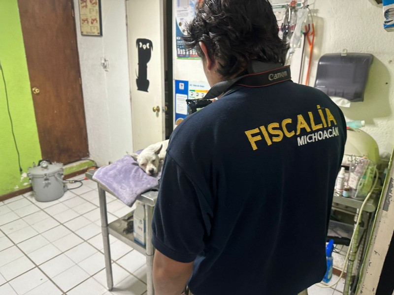 Fiscalía abre carpeta de investigación por agresión a perrito en Morelia
