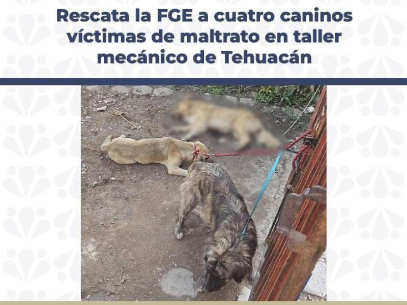 Fiscalía emite boletín sobre caninos rescatados