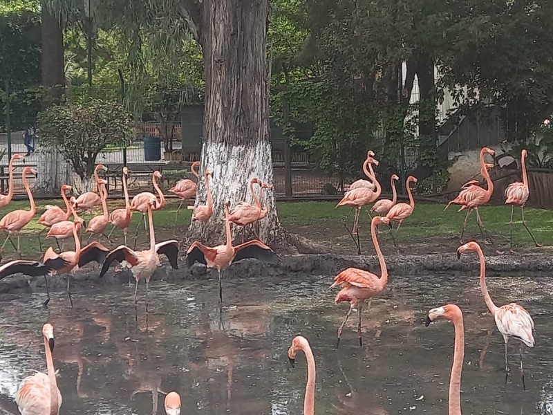 Flamencos: datos y curiosidades