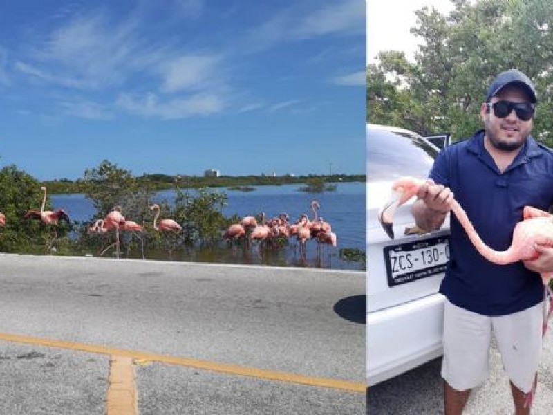 Flamingos en carretera de Yucatán ¡Maneje con precaución!