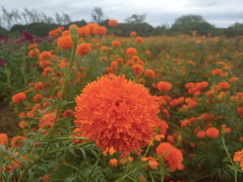 Flor de cempasúchil y moco de pavo en Medellín