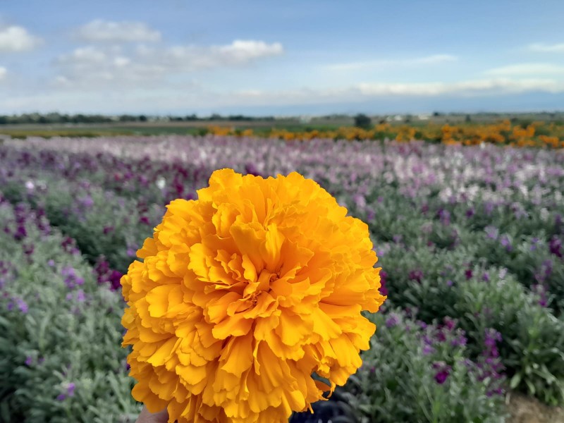 Flor de cempasúchil,  ya casi lista para dia de muertos