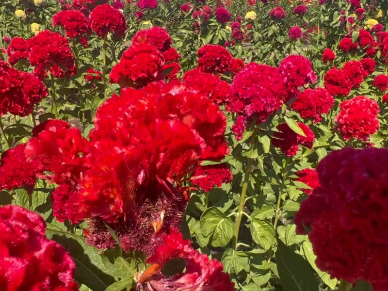 Flor de “gallo” identifica festividad de Todos Santos