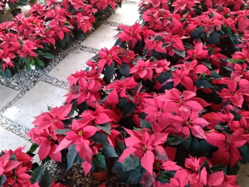 Flor de nochebuena una aportación mexicana para el mundo