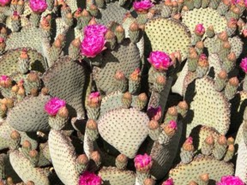 Florece desierto de Arizona