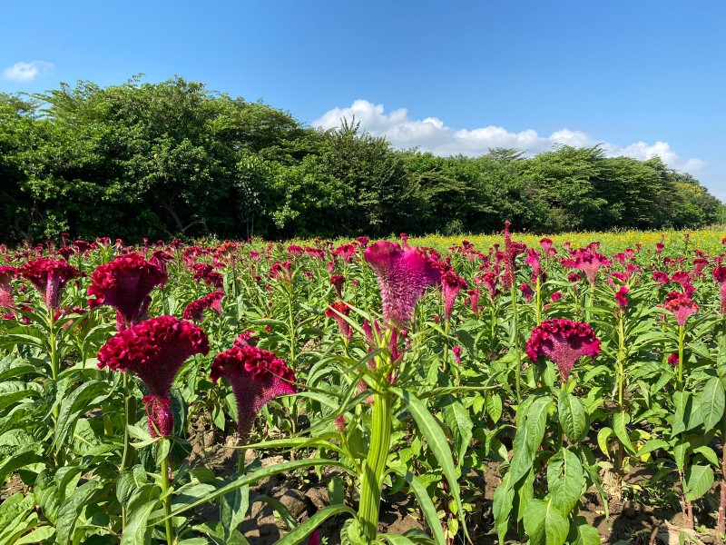 Florece flor de Cempasúchil y Seda en campos chiapacorceños