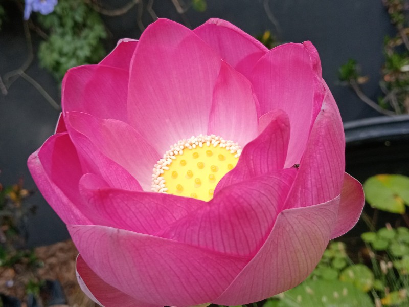 Florece la flor de loto en parque Sinaloa