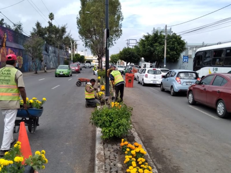 Flores de cempasúchil adornan avenidas en León