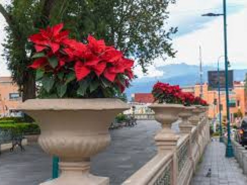 Flores de Nochebuena comienzan a adornar Xalapa