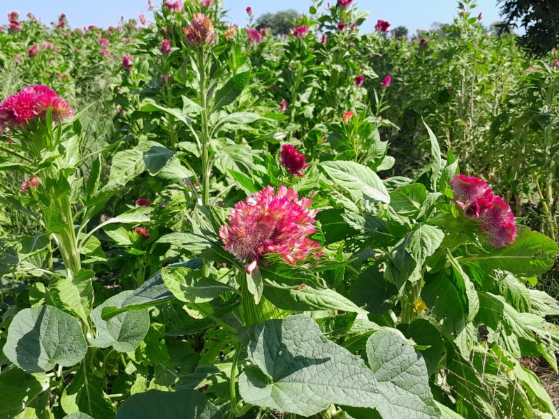 Flores de Tetanchopo listas para adornar altares este día de muertos