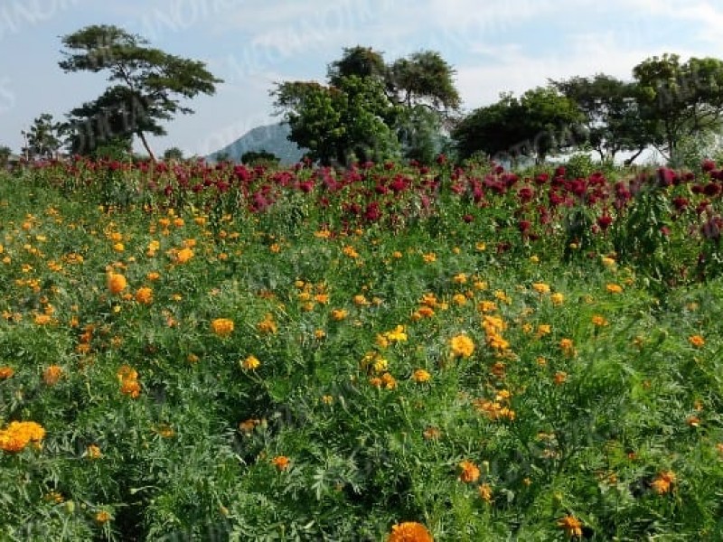 Floricultores contemplan perdidas económicas de 90% por pandemia