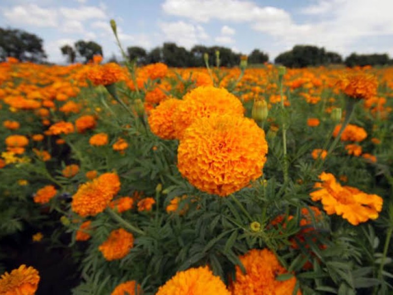 Floricultores esperan derrama económica en día de muertos