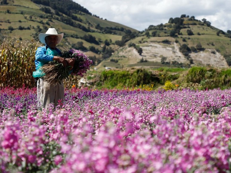 Floricultores listos para la temporada de día Día de muertos