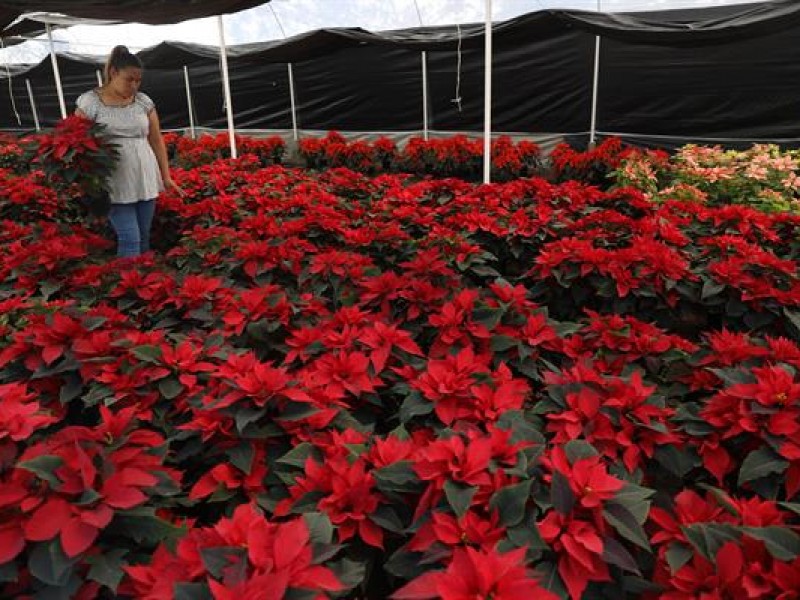 Floricultores mexicanos preparan cosecha de flor de Nochebuena