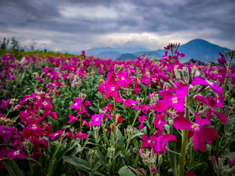 Floricultores mexiquenses esperan derrama superior a 8 mdp por Día de Muertos