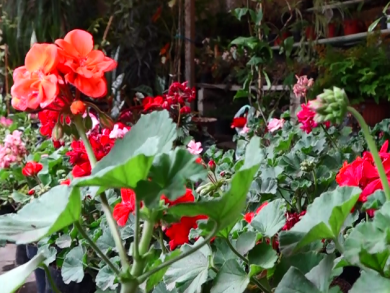 Floricultores ya se prepaparan para ventas este 14 de febrero