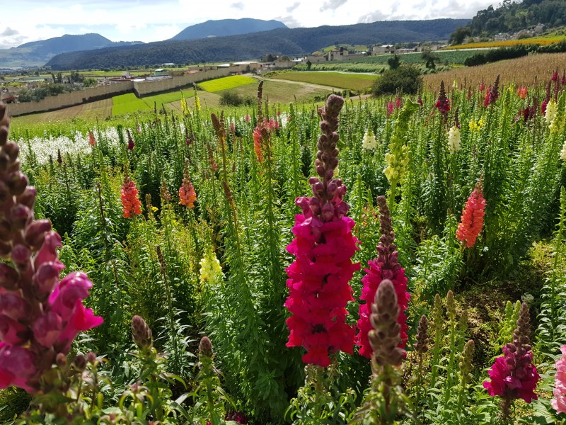 Floricultura mexiquense, líder nacional