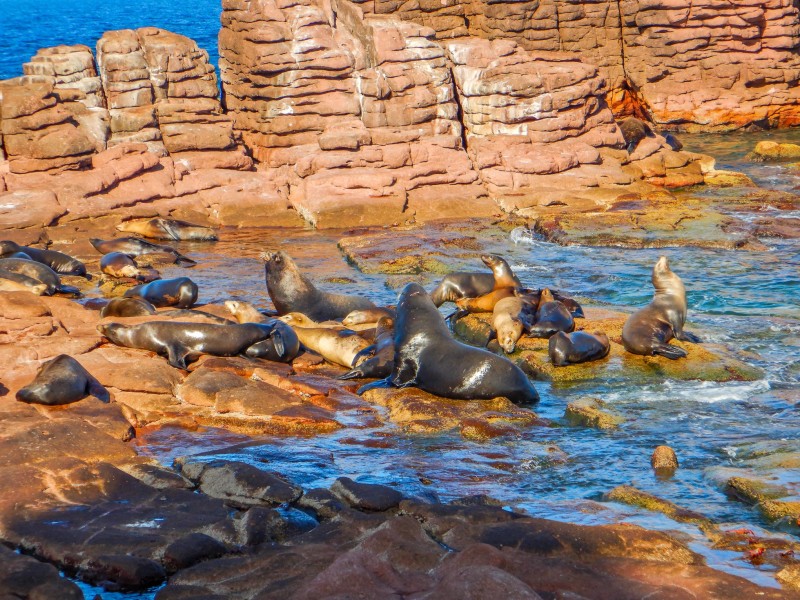 Fluctuaciones en la población de lobos marinos