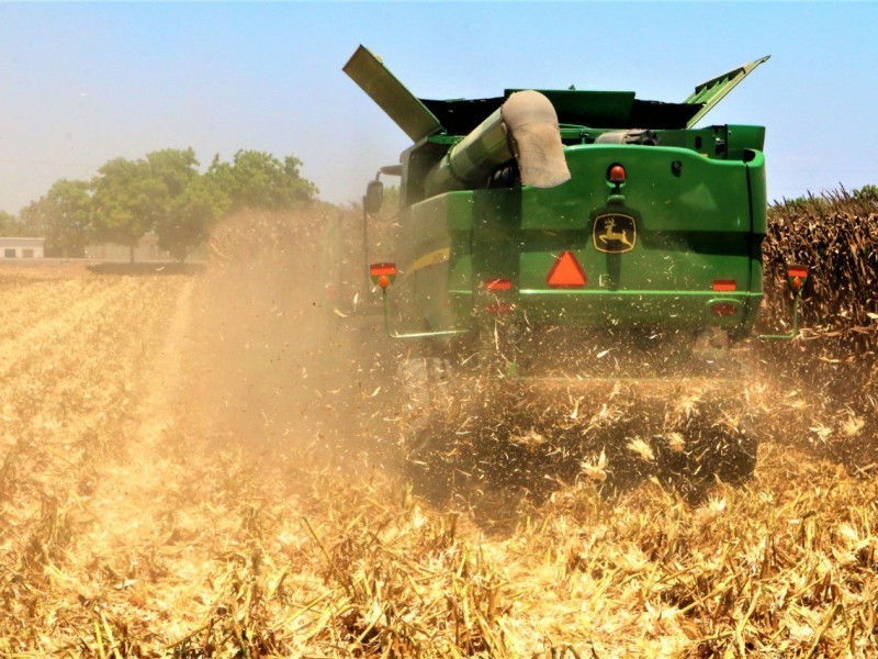 Fluyen pagos de Segalmex para cosechas de maíz en Sinaloa