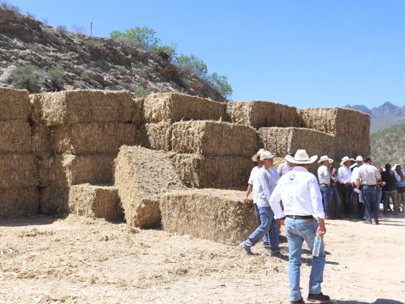 Forraje a ganaderos del Semidesierto