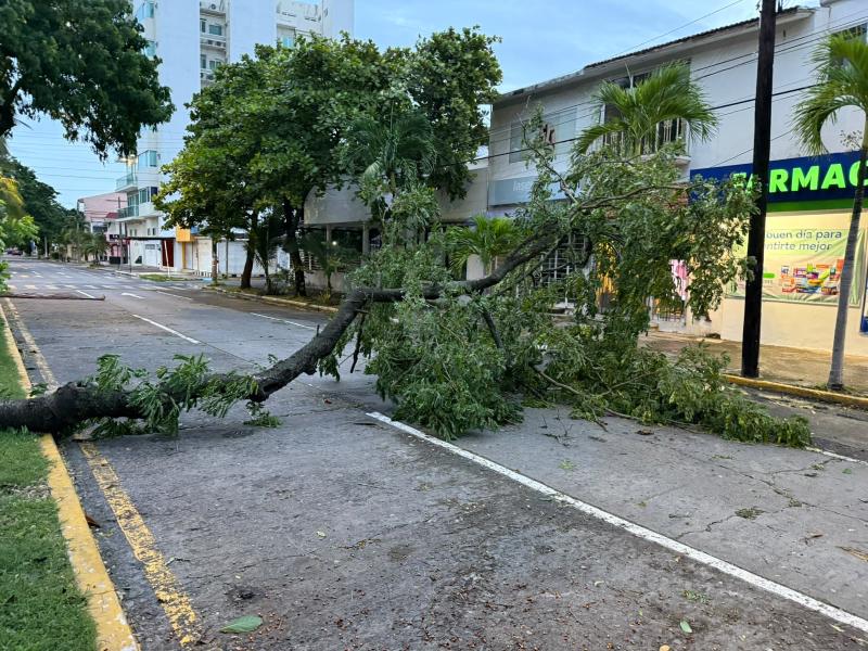 Frente frío 2 deja árboles caídos y apagones en Veracruz