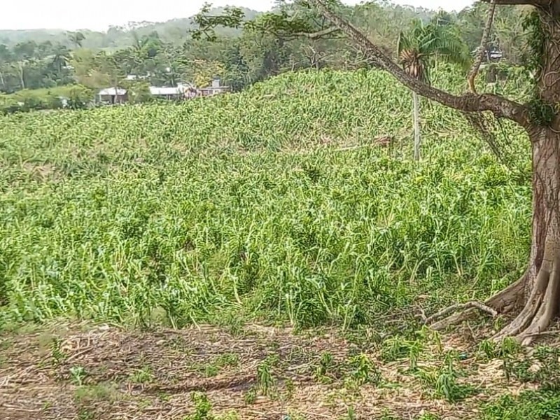 Frentes Fríos afectan a productores del campo