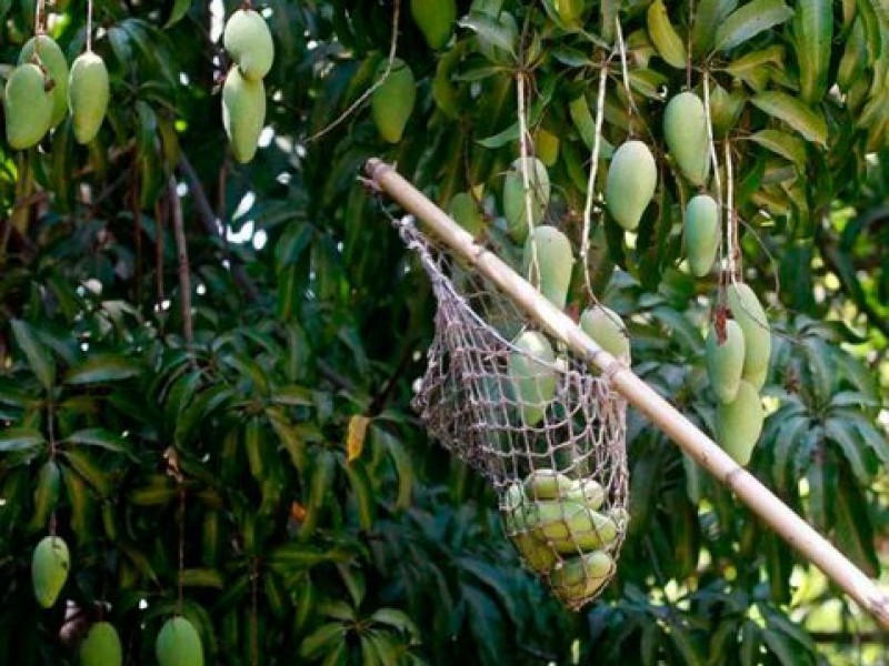 Frentes fríos afectan cosecha de mango ataulfo