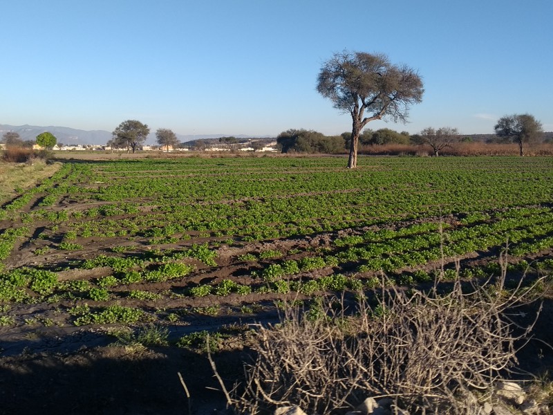 Frío no afecta siembras en Cuayucatepec