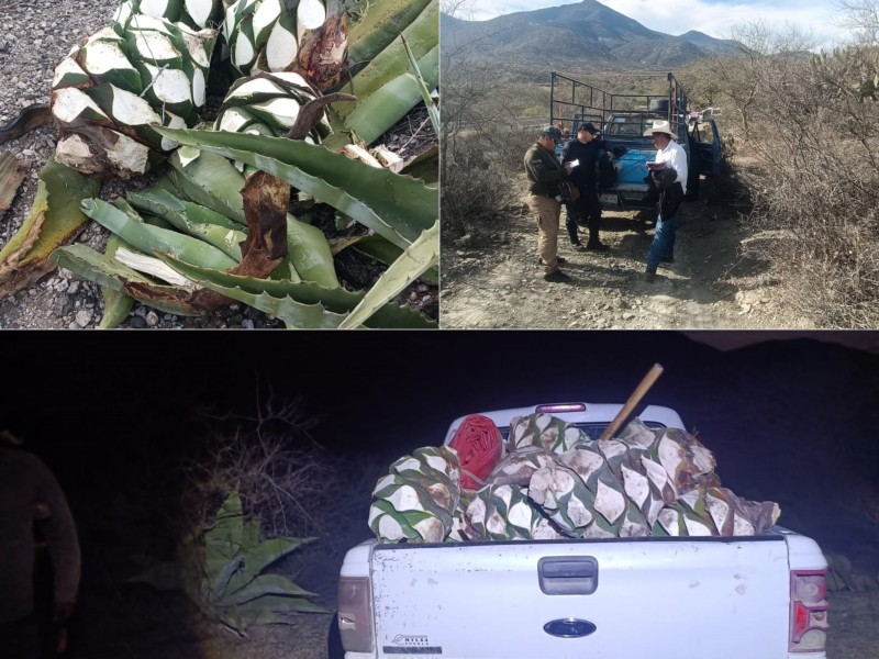 Frustran saqueo, decomisan 72 piñas de agave, aseguran a sujeto