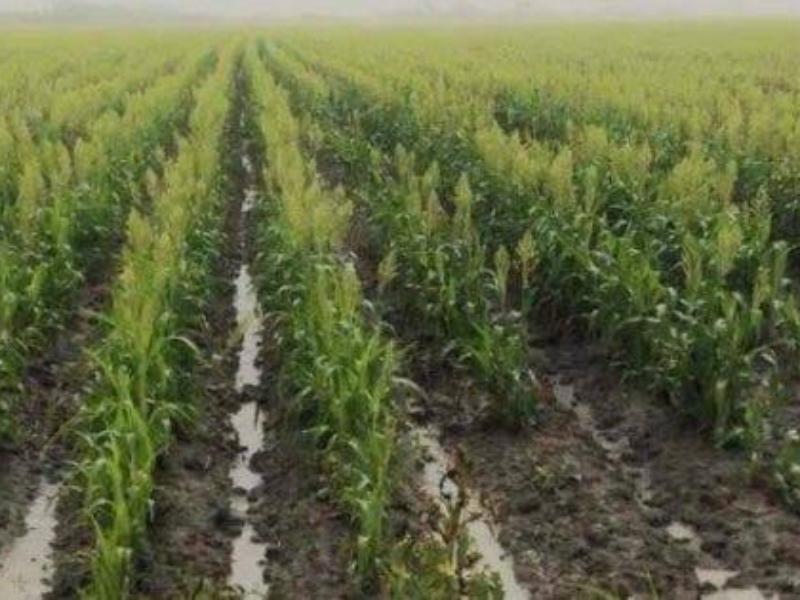 Frío y lluvias complican al campo, pero productores mantienen expectativas