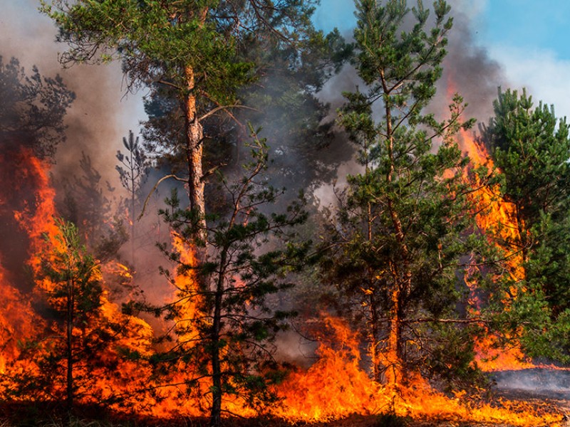 Fuego arrasa bosques de Oaxaca, 26 mil hectáreas perdidas
