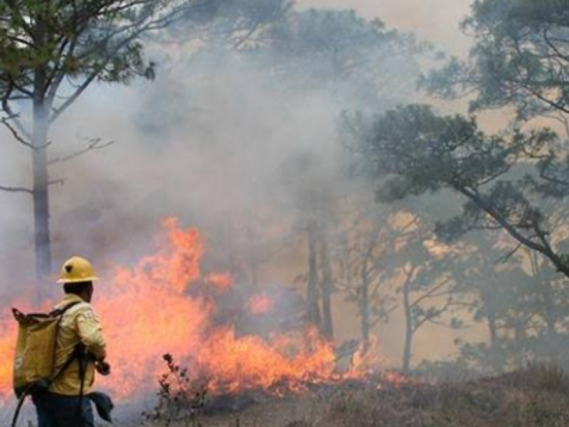 Fuego consume más de 17 mil hectáreas en 2020