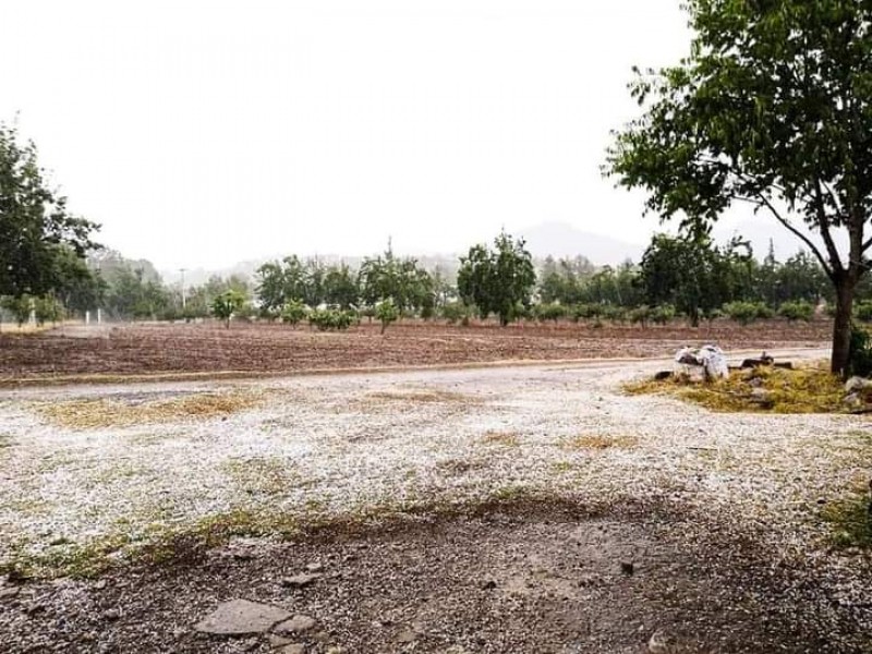 Fuerte granizada deja estragos en cultivos de la sierra norte