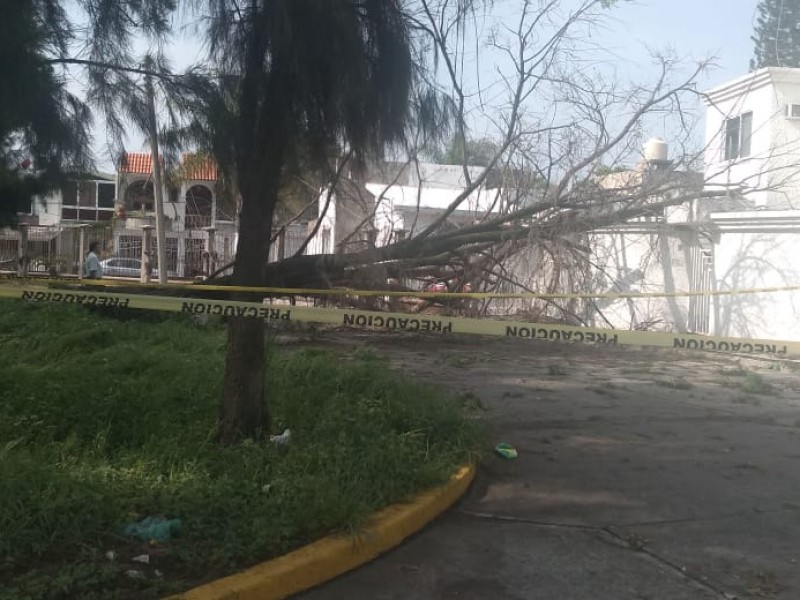 Fuerte lluvia derrumbó árboles durante la madrugada