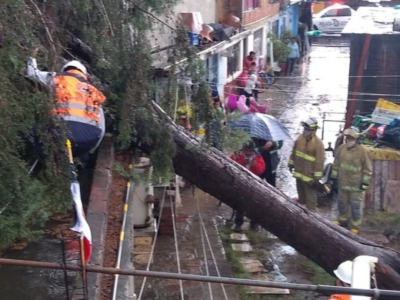 Fuerte lluvia provoca inundaciones y caídas de árboles