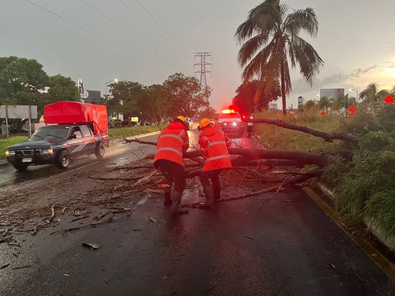 Fuerte tormenta derriba 25 árboles y 3 postes