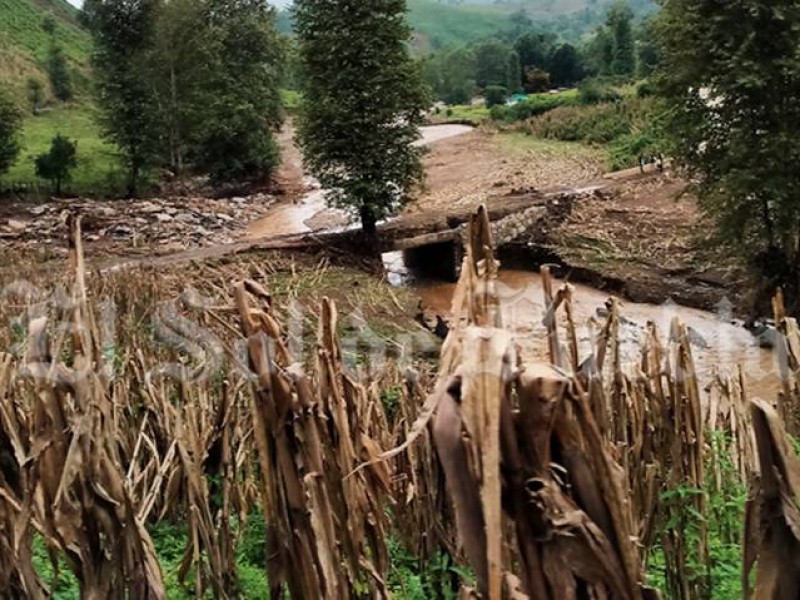 Fuertes lluvias dañan cultivos de maíz en Sierra Nororiental