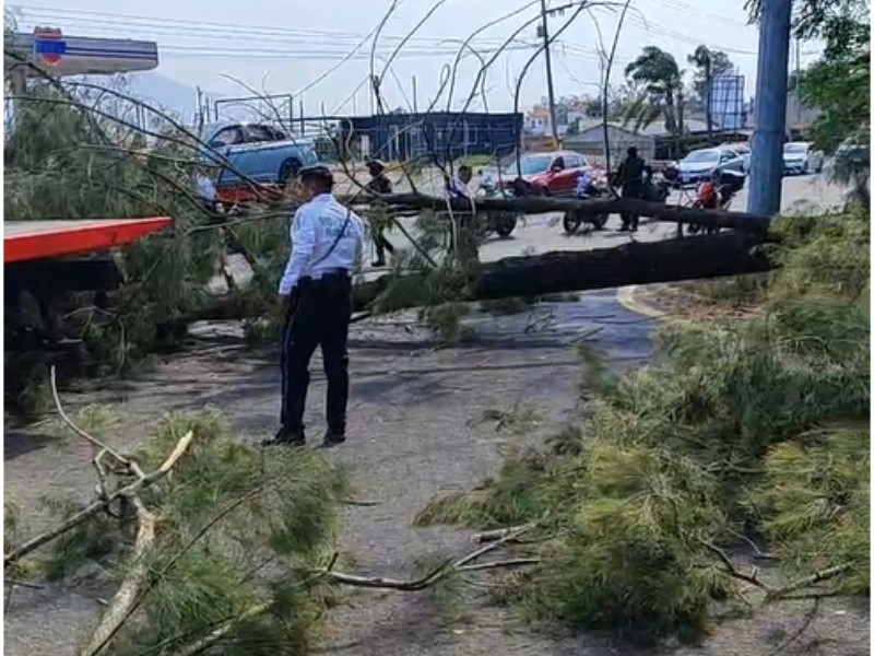 Fuertes ráfagas de viento causan estragos en Tepic y carreteras