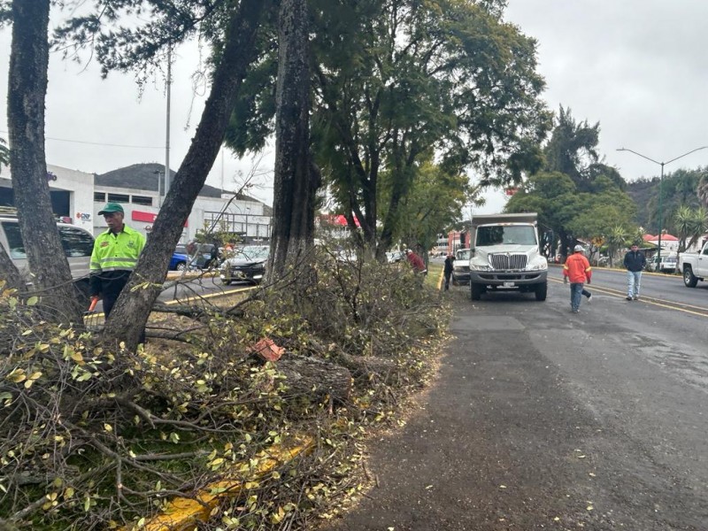 Fuertes vientos derriban árbol sobre Av. Camelinas en Morelia