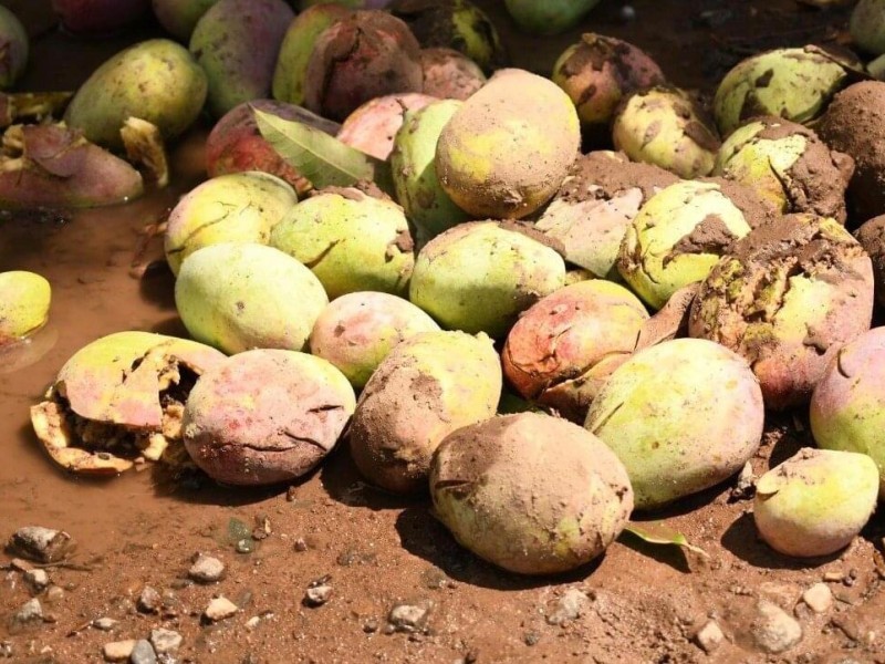 Fuertes vientos afectan huertos de mango en la región