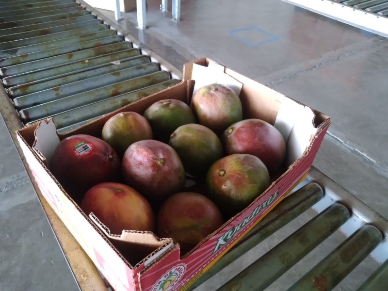 Fuertes vientos afecto hasta en un 15% cosecha de mango