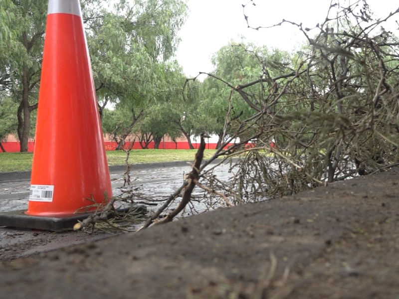 Fuertes vientos arrancan ramas de árboles en Vicente Valtierra