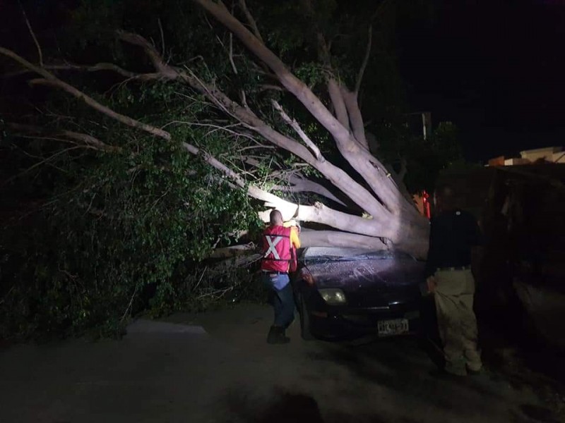 Fuertes vientos dejan árboles caídos en Los Mochis