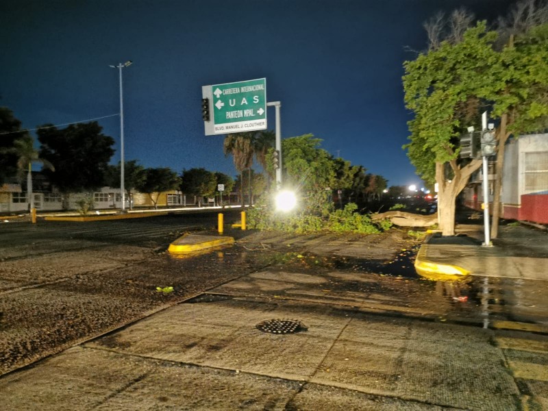 Fuertes vientos dejan daños y derrumbe de árboles en LosMochis