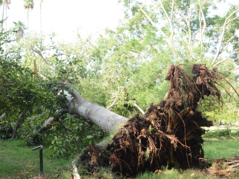 Fuertes vientos dejaron daños en Jardín Botánico BFJ