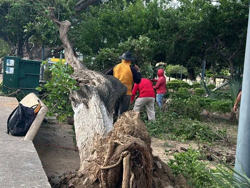 Fuertes vientos derriban árboles en el parque del centro de Salina Cruz