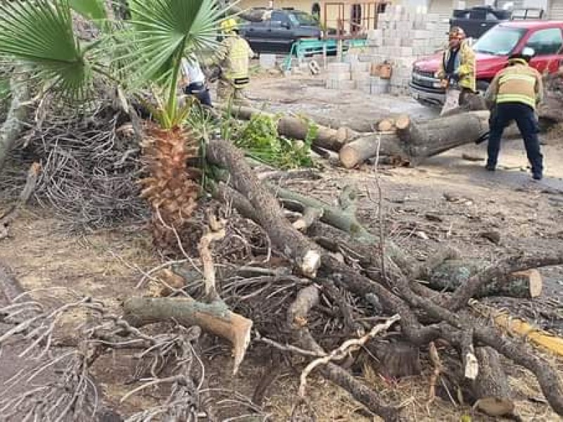 Fuertes vientos derriban árboles en Jiquilpan