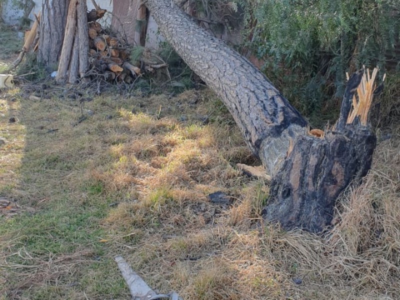Fuertes vientos derriban árboles en Puebla