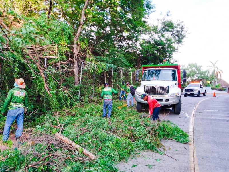 Fuertes vientos derriban árboles y señaléticas en Zihuatanejo